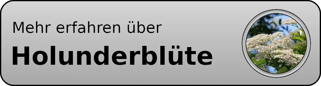 Button-Holunderblüte001